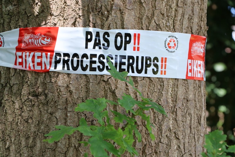Eikenprocessierups: plaag bestrijden en voorkomen