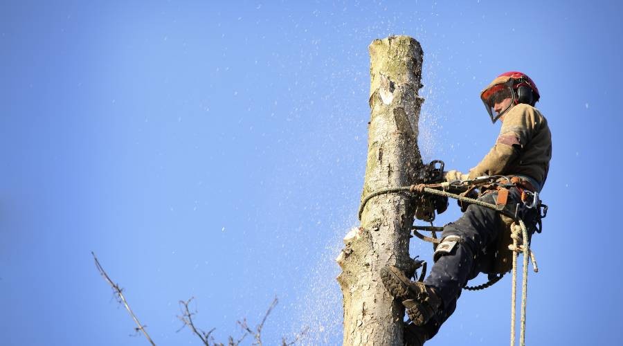 Bomen kappen