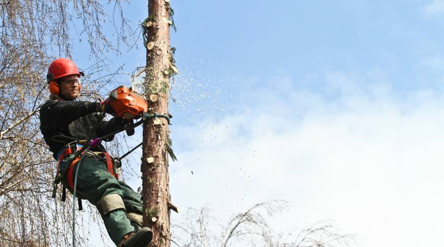 Bomen laten kappen of rooien Bomen laten kappen of rooien