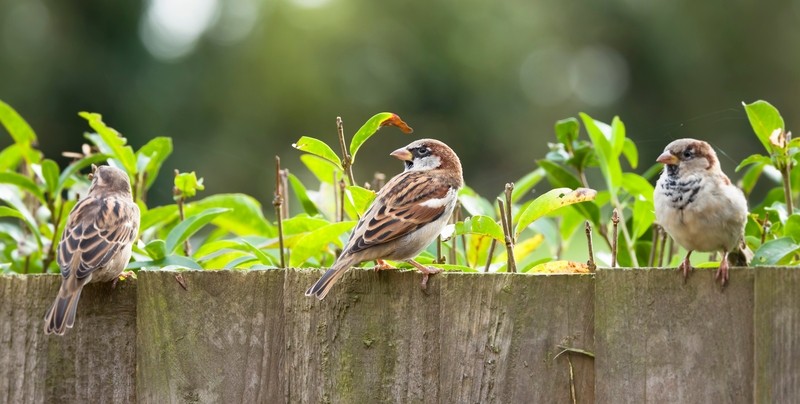 Hoe maak je je stadstuin vogelvriendelijk?