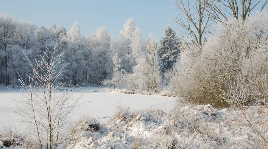 Bomen laten planten