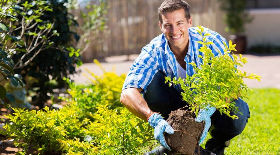 Bomen planten