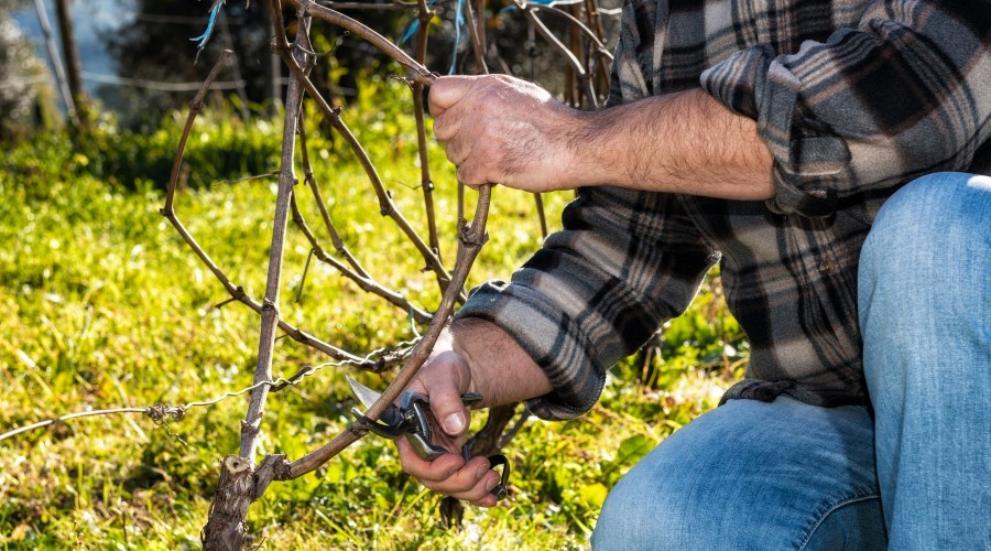 Tips voor het onderhouden en opvrolijken van je tuin in de winter Tips voor het onderhouden en opvrolijken van je tuin in de winter