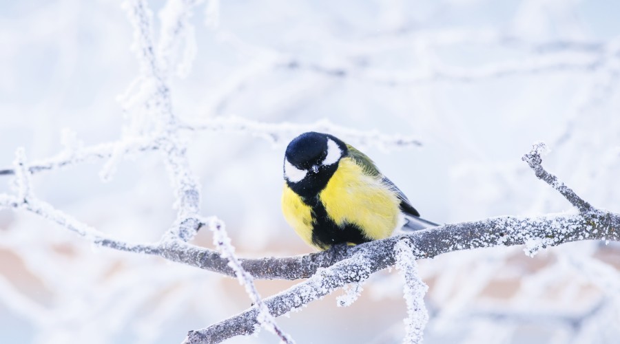 Tips voor het onderhouden en opvrolijken van je tuin in de winter Tips voor het onderhouden en opvrolijken van je tuin in de winter