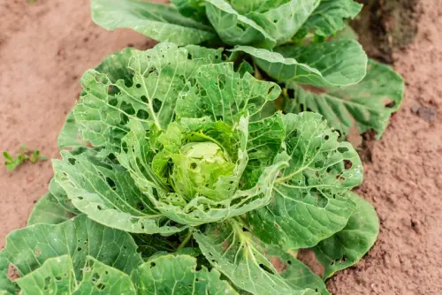 Ongedierte in de tuin